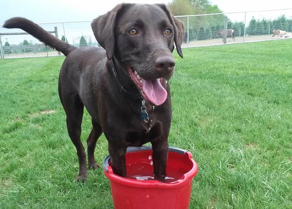 dog at our dog hotel in Lancaster County, PA