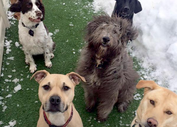 dogs at our dog hotel in Lancaster County, PA