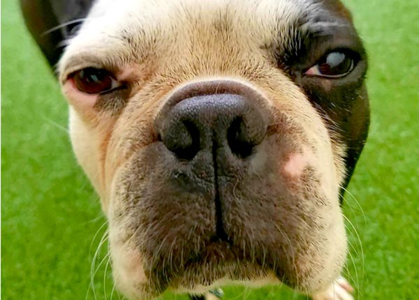 dog at our dog hotel in Lancaster County, PA