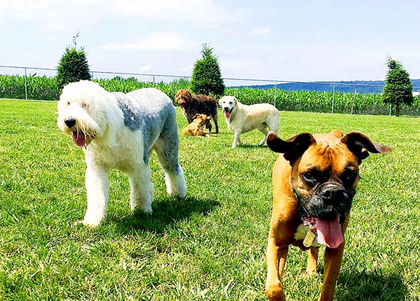 dog at puppy boarding in manheim pa