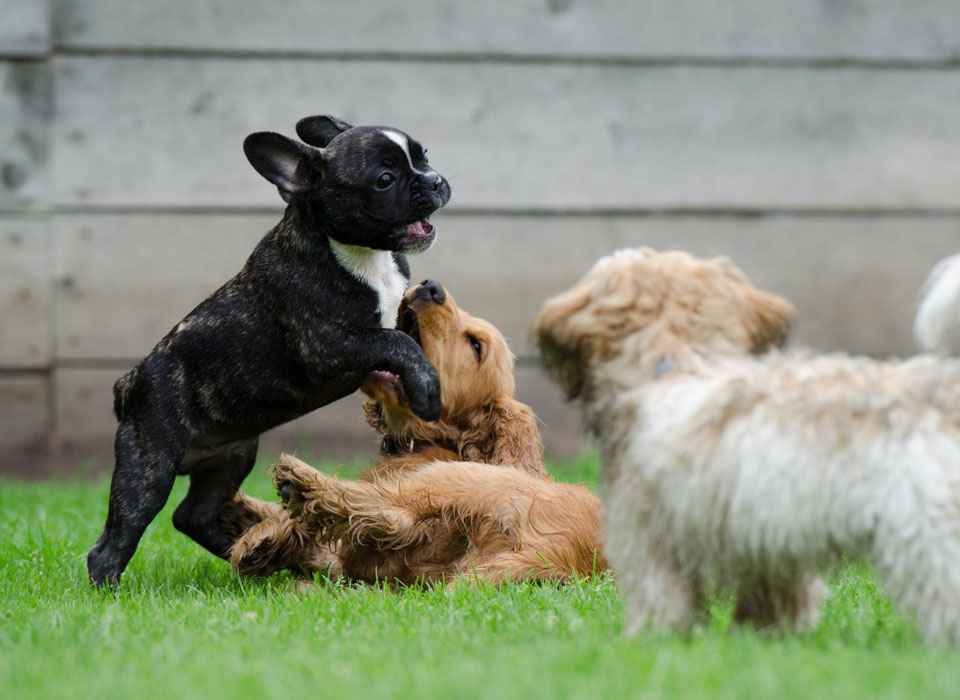 dogs at dog kennel in Manheim, PA