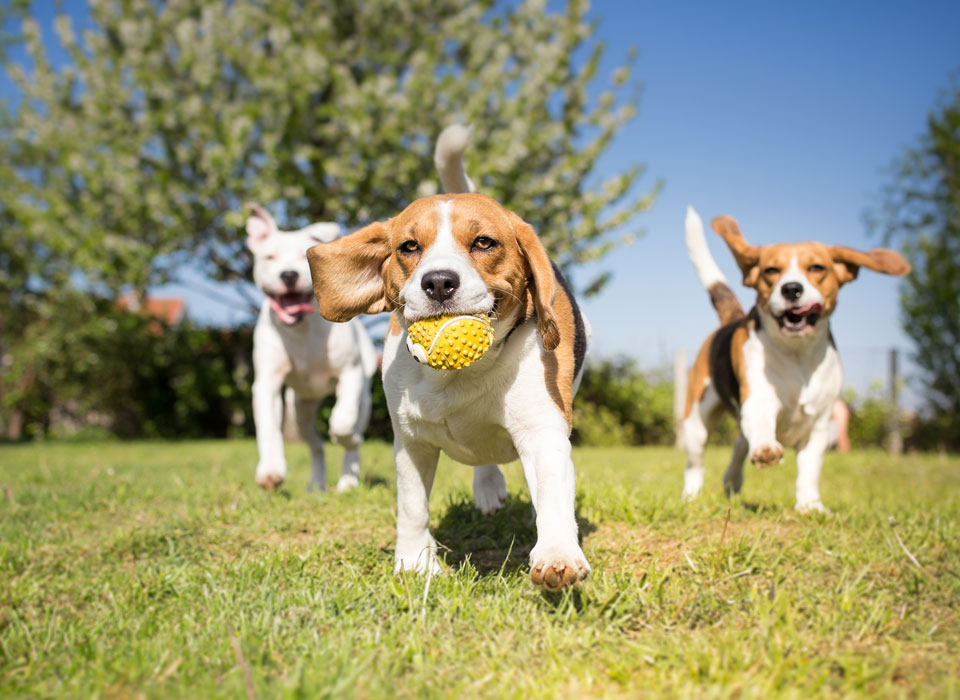 dogs at dog kennel in Manheim, PA