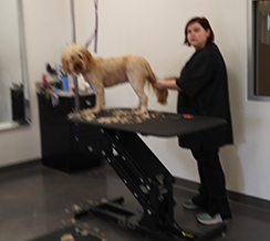 Amanda_Windsor_Grooming